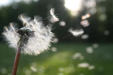 Eine Blume vom Winde verweht