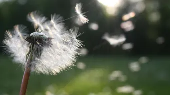 Eine Blume vom Winde verweht
